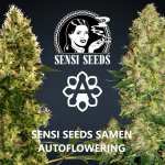 Sensi Seeds - Autofloweriung